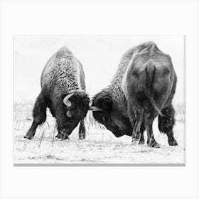 Black And White Fighting Bison Canvas Print