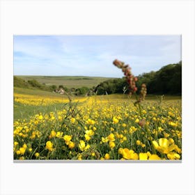 Field Of Yellow Flowers in England Canvas Print