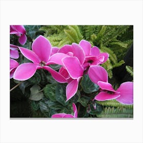 Pink Cyclamen Canvas Print