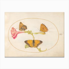 Three Butterflies on a Four O' Clock Flower (c. 1575-1580), Joris Hoefnagel Canvas Print