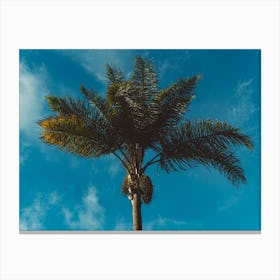 Palm Tree Ii Canvas Print