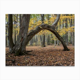 Arch In The Woods Canvas Print