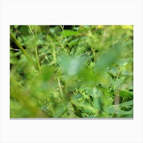 Grass Canvas Print