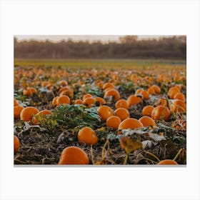 Pumpkin Field Canvas Print