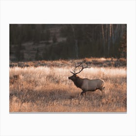 Bull Elk In Meadow Canvas Print