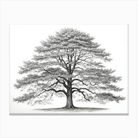 maple tree pencil sketch ultra detailed 3 Canvas Print