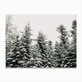 Winter Forest Canvas Print