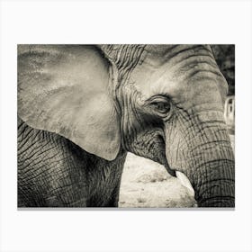 Black And White Elephant 3 Canvas Print