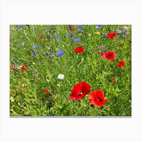 Wildflowers In A Field Canvas Print