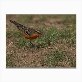 Rufous-Tailed Robin 3 Canvas Print