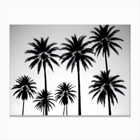 Silhouettes Of Palm Trees On White Background 1 Canvas Print