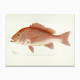 Sherman F Denton Red Snapper Vintage Stone Lithograph Illustration Remastered and Enhanced Canvas Print