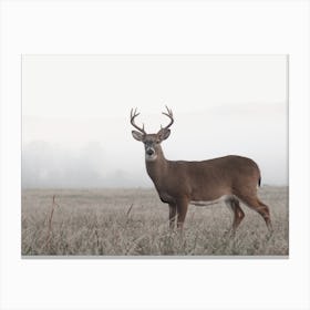 Foggy Morning Deer Canvas Print