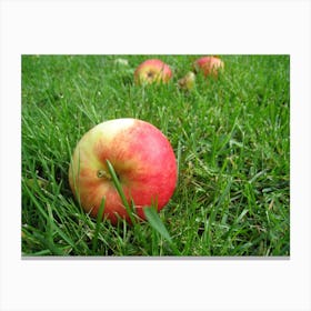 Red Apples In The Grass Canvas Print