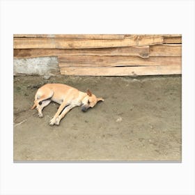 Dog Sleeping In Columbia Canvas Print