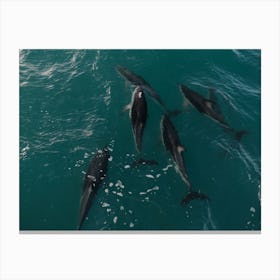 Dolphin Pod In Clear Seas Canvas Print