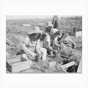 Malheur County, Oregon, Japanese American Girls Washing Celery Sprouts For Transplanting By Russell Lee Canvas Print