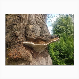 Fungus On A Tree Canvas Print