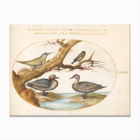 Flying And Amphibious Animals, Joris Hoefnagel (14) Canvas Print