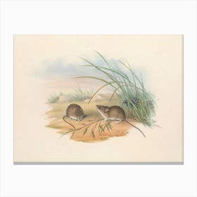 Vintage Two Mice In The Sand Canvas Print