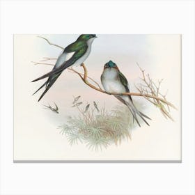 Two Swallows Perched On A Branch 2 Canvas Print