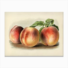 Vintage Illustration Of Peach, John Wright Canvas Print