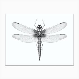  Dragonfly Common Whitetail Plathemis Black And White  Canvas Print