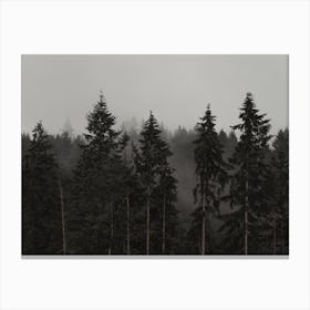 Row Of Pine Trees Canvas Print