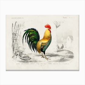 Cock, Charles Dessalines D'Orbigny Canvas Print