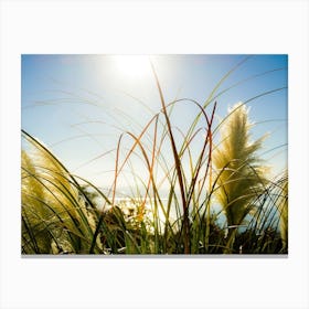 Vegetation In The Sun Canvas Print