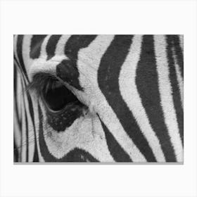 Zebra Eye Canvas Print