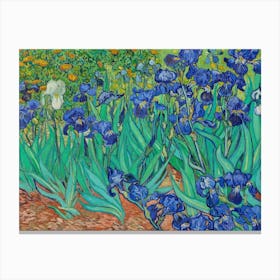 Irises Canvas Print