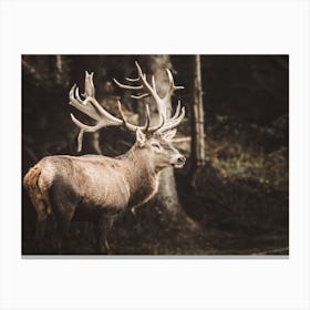 Stag In Forest Canvas Print