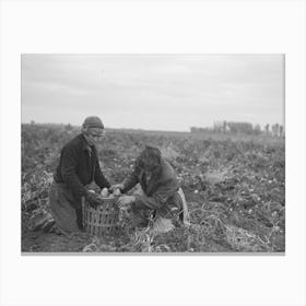 Young Potato Workers Near East Grand Forks, Minnesota By Russell Lee Canvas Print