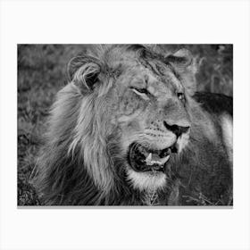 Lion Close Up Black And White Lienzo