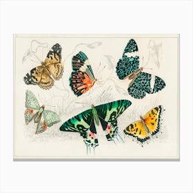 Collection Of Various Butterflies, Oliver Goldsmith  Canvas Print