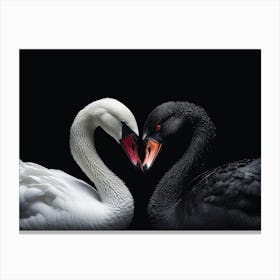 Black And White Swan Canvas Print