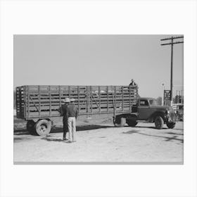Large Truck Trailer Filled With Cattle To Be Sold At Stockyards Auction, San Angelo, Texas By Russell Lee Canvas Print