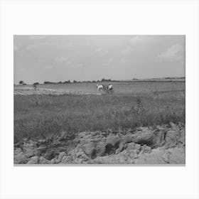Landscape In Oklahoma Showing Man Plowing In Cotton Field In Background And Profile Of Soil Showing Easily Canvas Print