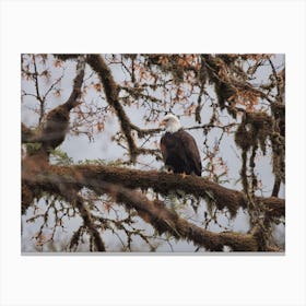 Bald Eagle Perched Canvas Print