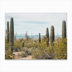 Saguaro Cactus Scenery Canvas Print