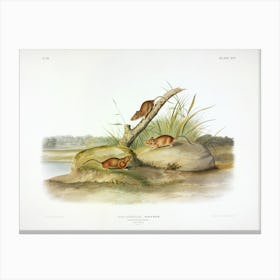 Orange Coloured Mouse, John James Audubon Canvas Print