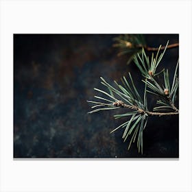 Pine Branch Isolated On Black Background Canvas Print