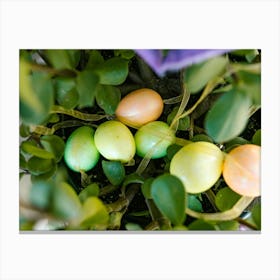 Easter Eggs 489 Canvas Print