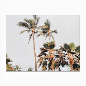 Windy Palms Canvas Print