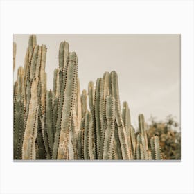 Warm Cactus Sunset Canvas Print