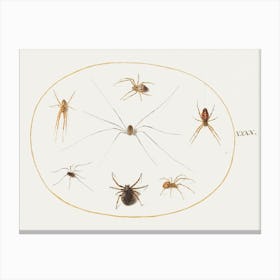 Eight Spiders (1575–1580), Joris Hoefnagel Canvas Print