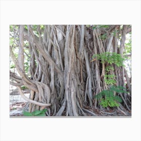 Banyan Tree Tropical Multistem The Maldives Canvas Print