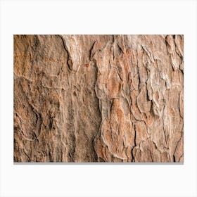 Tree Bark Canvas Print