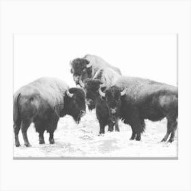 Group Of Bison Canvas Print